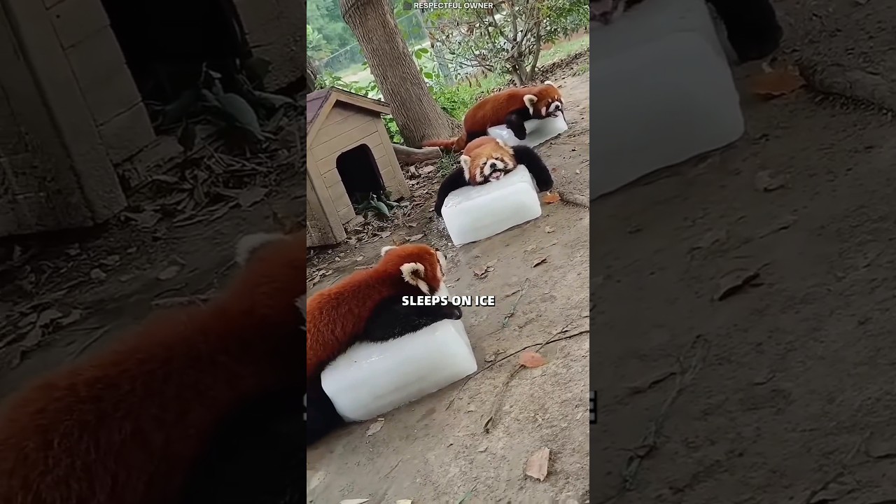 Красная панда
