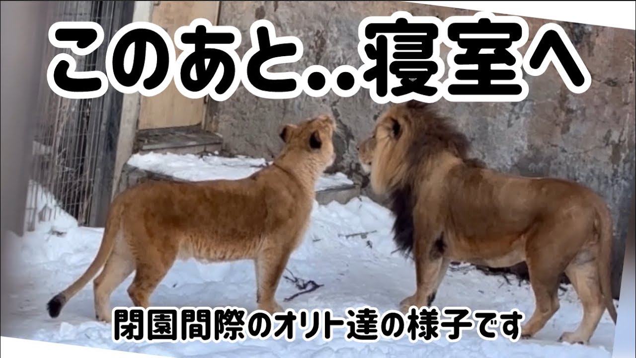 寝室に入る前の静かな時間..2026/2/5撮影 北海道旭山動物園