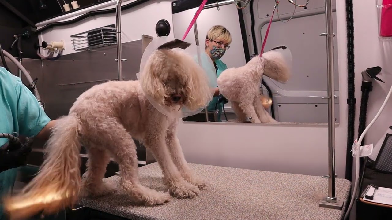Filming LIVE Aggressive Dog grooming IS So Unpredictable PT1