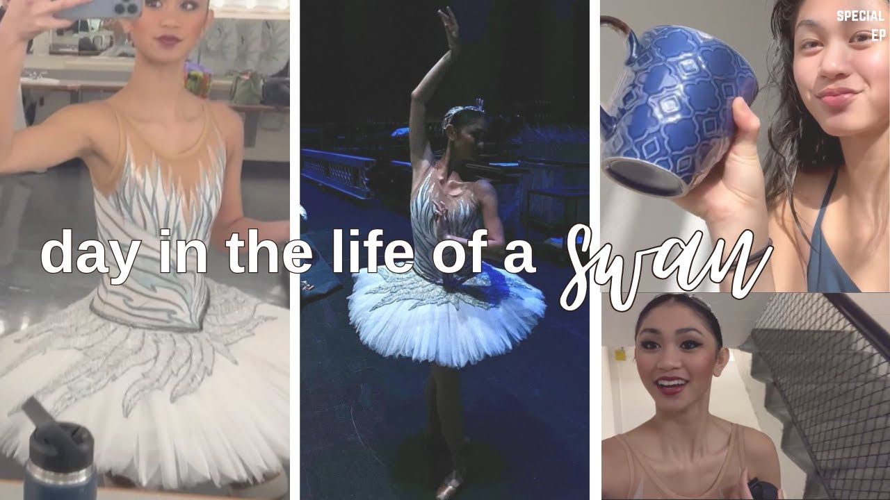 day in the life of a swan