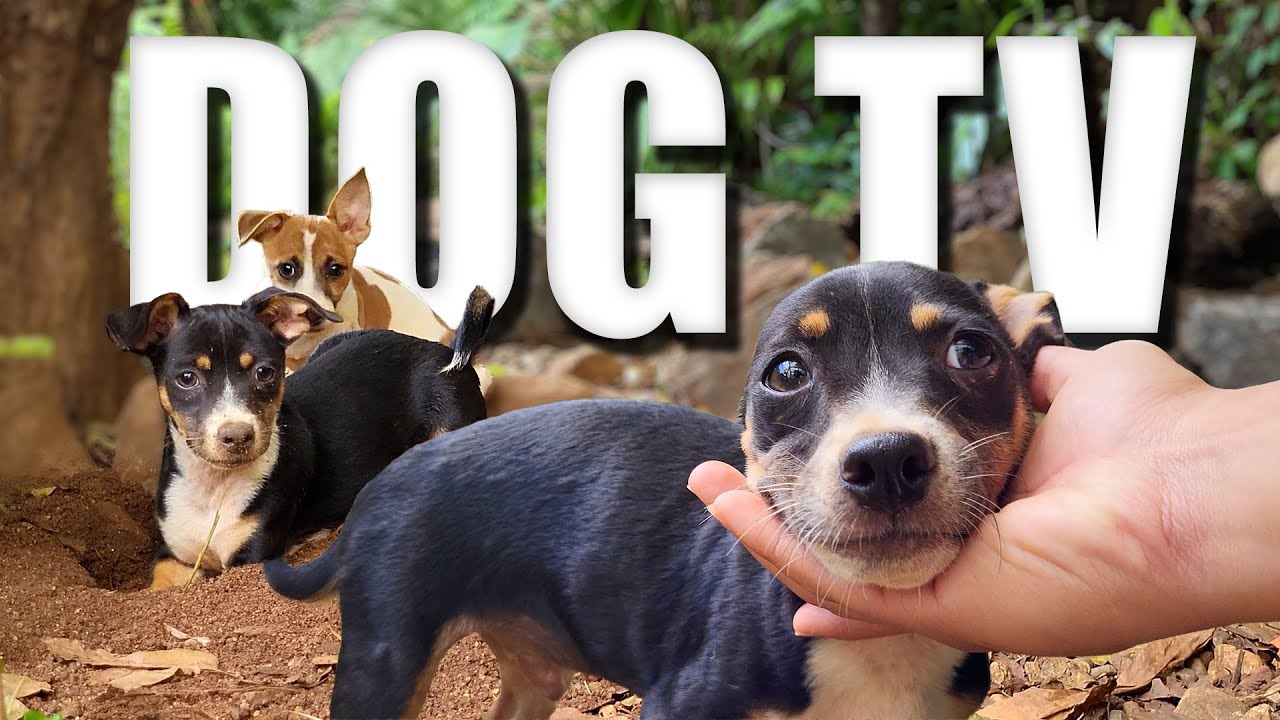 Daycare for your dog! - Entertaining Dog Videos for Dogs To Watch - 🐶 Relaxing Music & Real Sounds