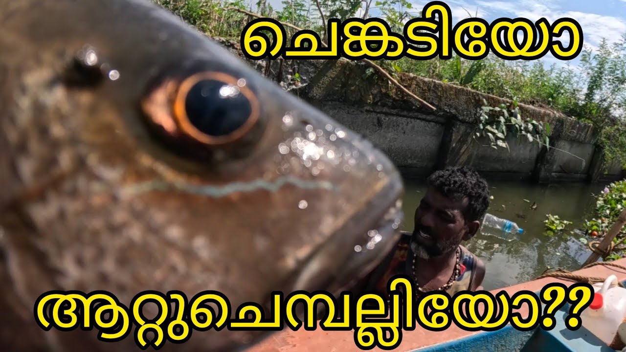 ചെങ്കടിയോ ആറ്റുചെമ്പല്ലിയോ??? | FISHINGVLOG | #reallife #realfishing 
