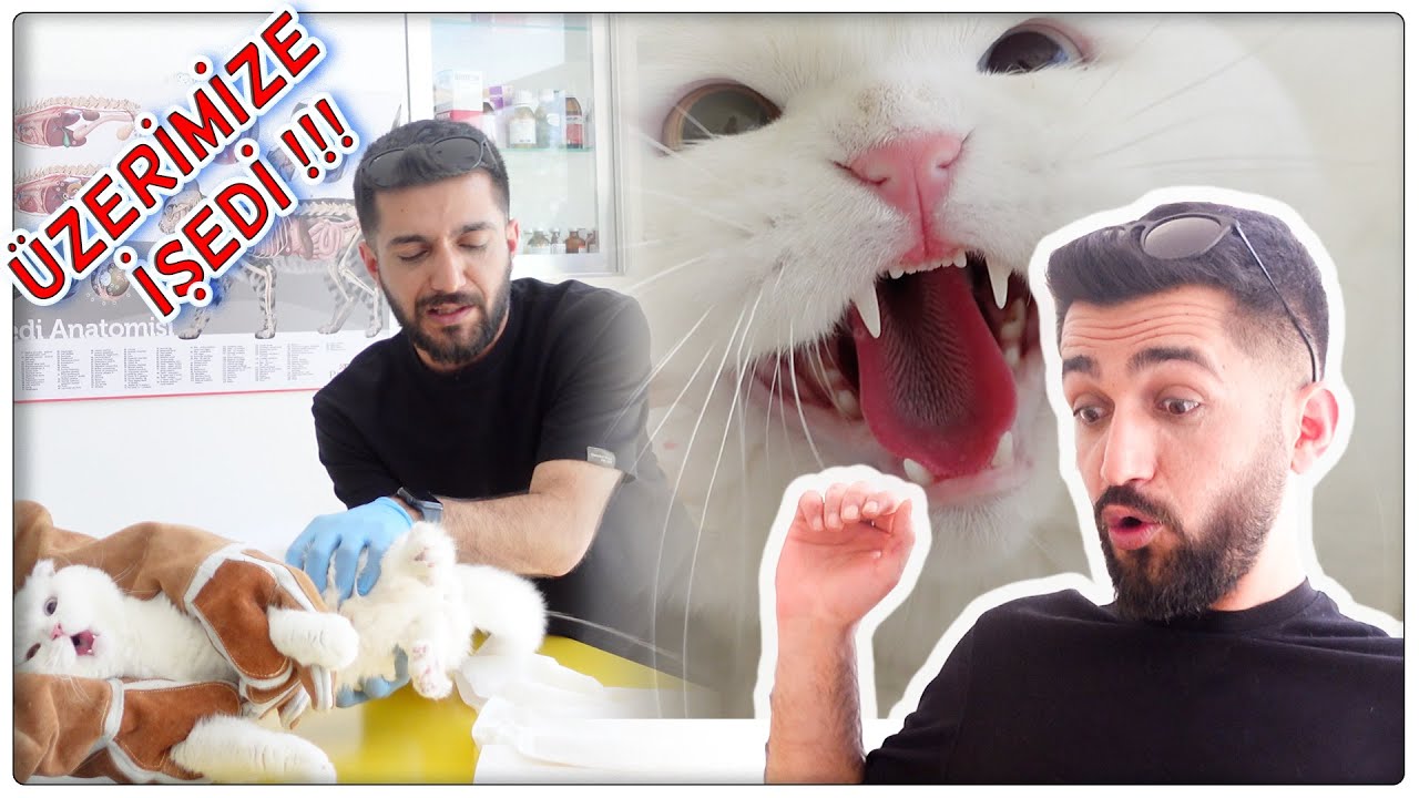 PAMUK İŞEDİ!🙀 BAYILDIK!!!😅(Erkek Kedi Kısırlaştırma)