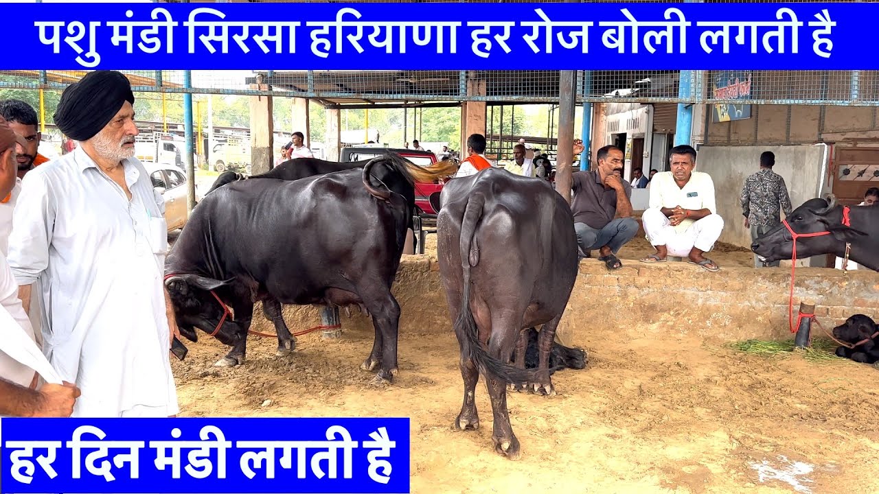 पशु मंडी सिरसा हरियाणा हर रोज लगती है मंडी बोली लग रही है भैंसों की  @parveenmurrahfarm 