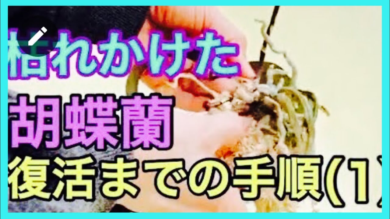 枯れかけた胡蝶蘭を復活させる。その後の成長の案内を概要欄に載せています。