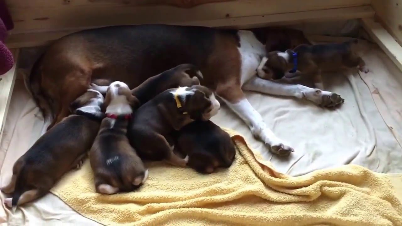 Deutsche Bracke Bella von R&uuml;gen St&ouml;berhund Charakter