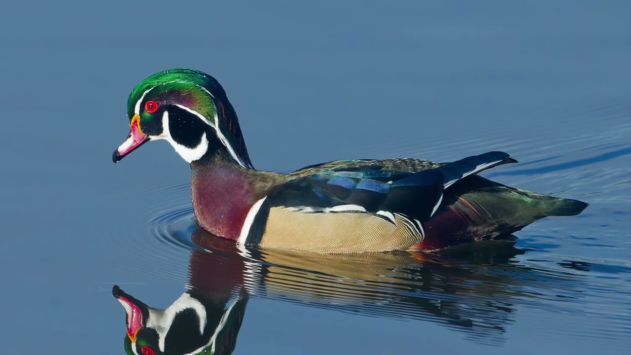 Birds of the northwest 