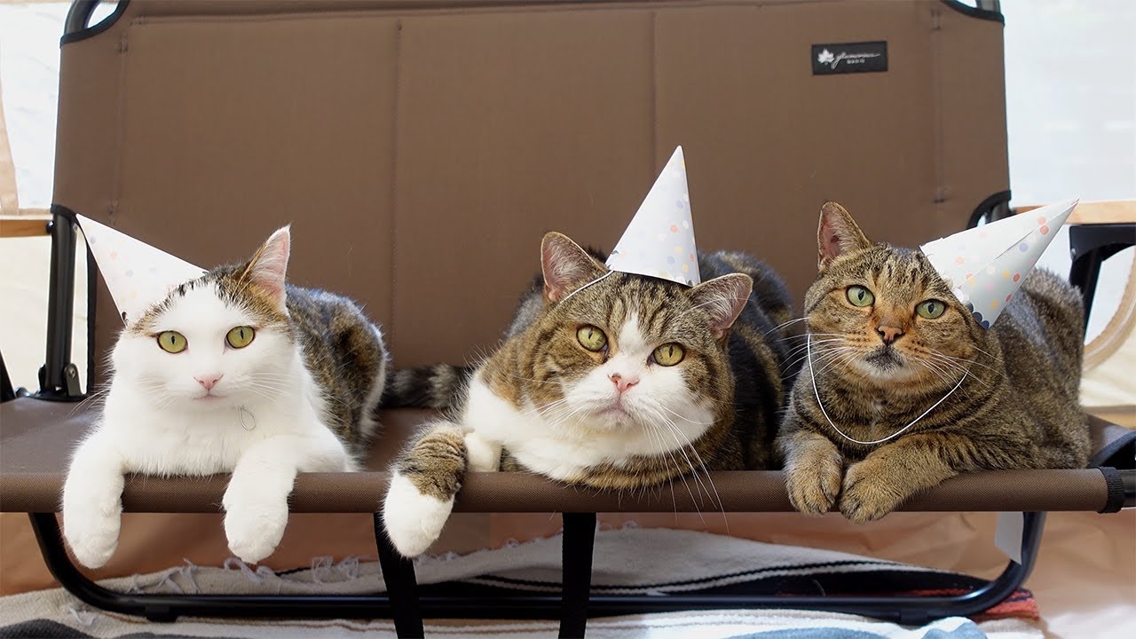 パーティーナイトなねこ。-Night Party of Cats.-
