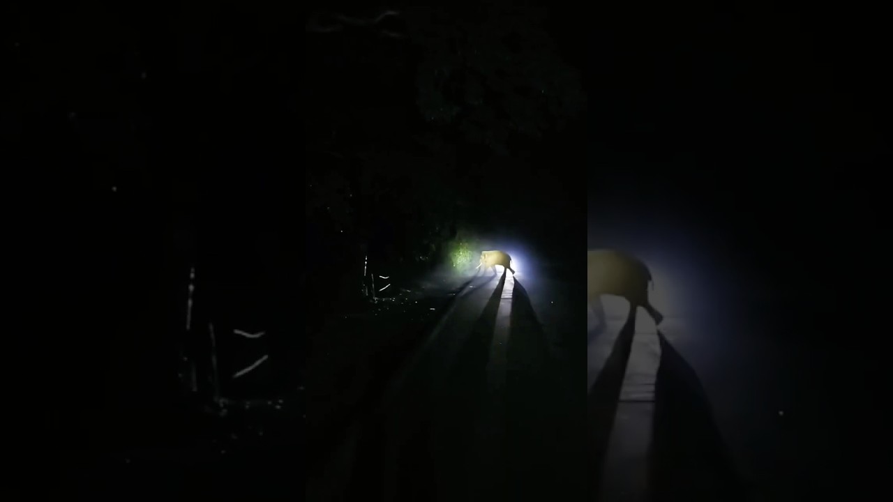 Raafel elephant road crossing short video