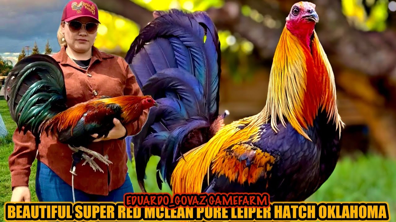 Beautiful Super Red Mclean Pure Leiper Hatch Oklahoma ~ EDUARDO_GOVAZ GAMEFARM