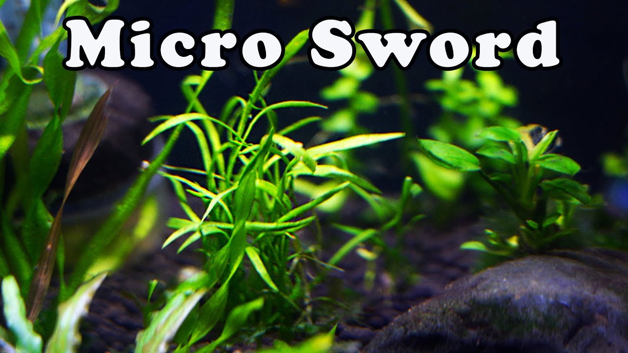 Микро-меч🌿 — действительно ли это легкое водное растение?🌱 👀 // 5 вещей, которые следует учесть *...
