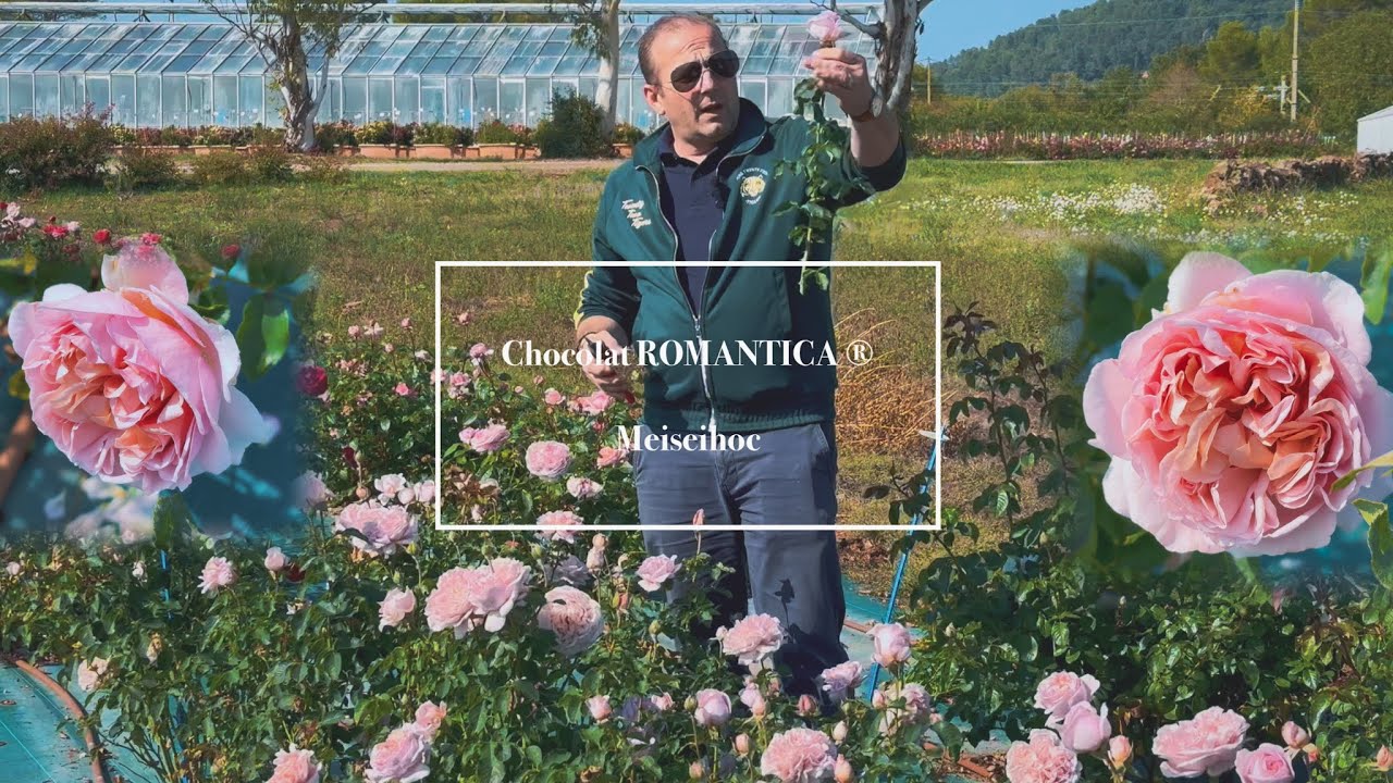 Fragrant cut roses production trials in open fields