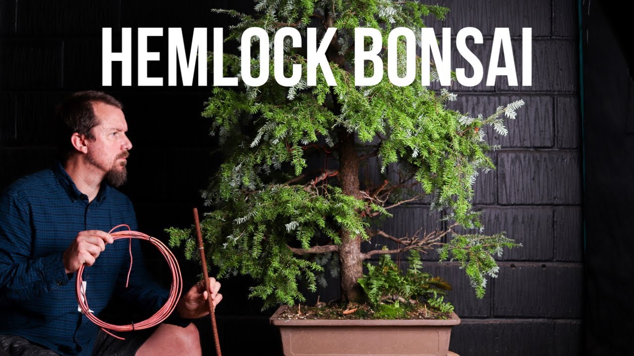 Structural Bonsai Work On My Hemlock