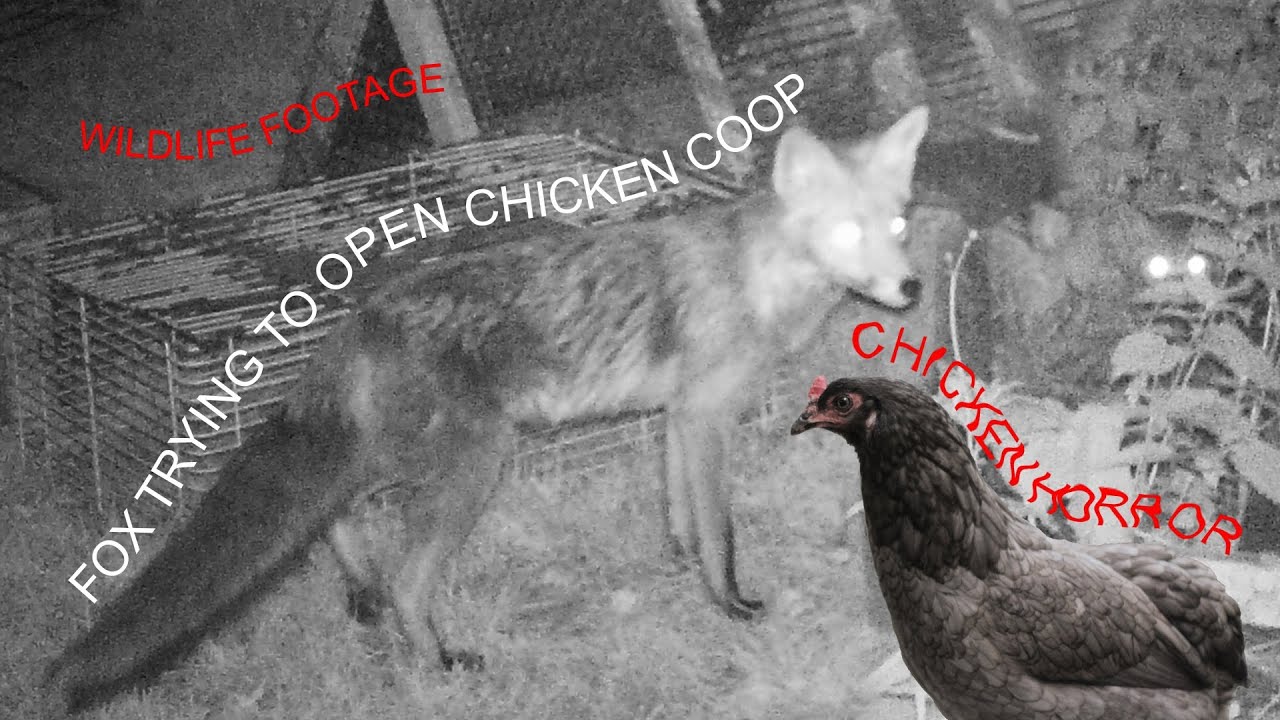 Fox trying to open chicken coop - Chicken Terror