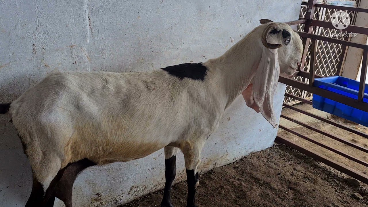 Heydrabadi female / not for sell / only for show
