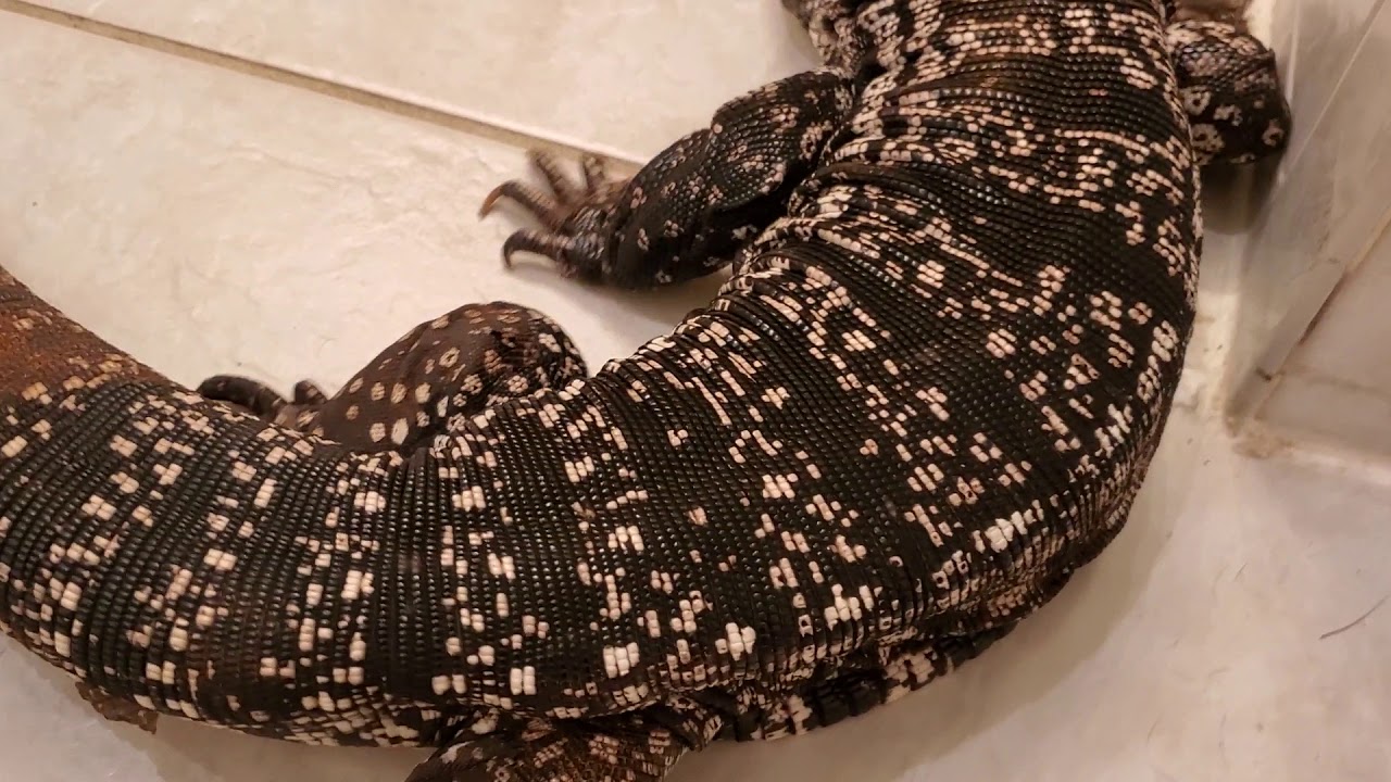 Helping Tegu with shed