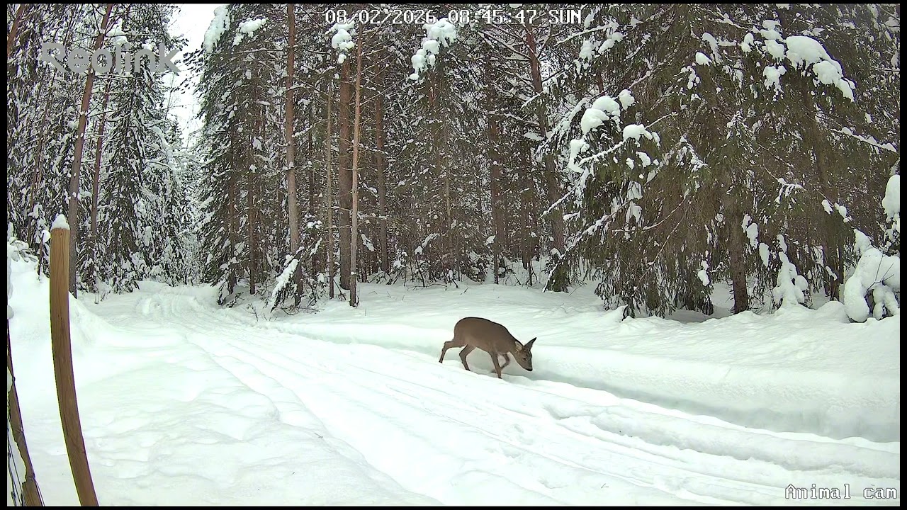 Skollenborg wildlife camera. December to February 