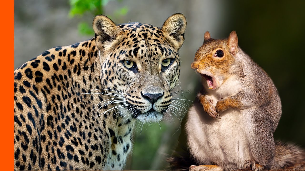 Leopard Hates Squirrel Alarm Call | Predator Perspective | Love Nature