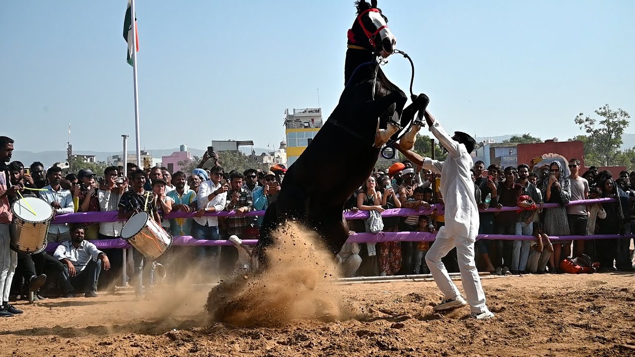 जोशीला घोड़ा मदमस्त होकर नाचा, horse dance video #horse #ghoda #घोड़ा #horsedance #horsevideo