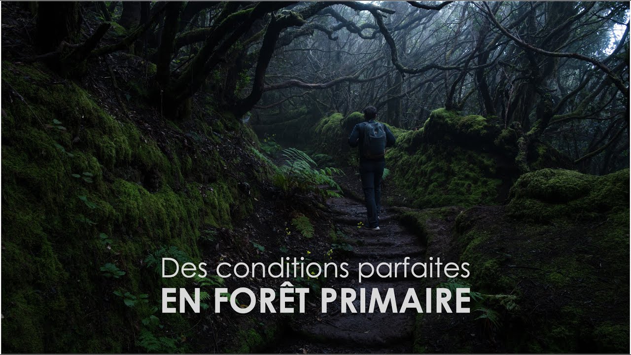 Une matinée à photographier cette sublime forêt | Photo de paysage sur le terrain