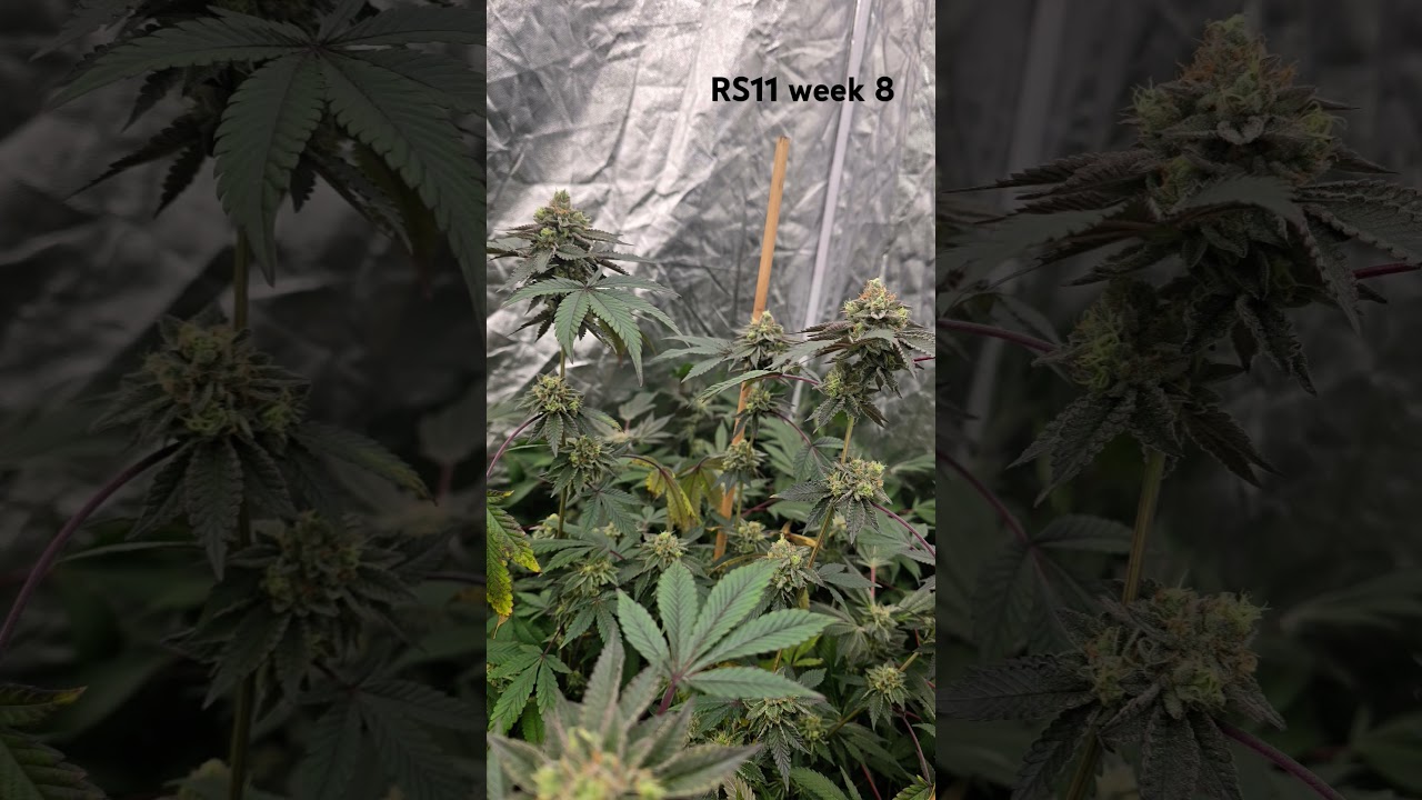 Rainbow Sherbet #11 in week 8 of flowering. #cannabis #terpenes #candygass
