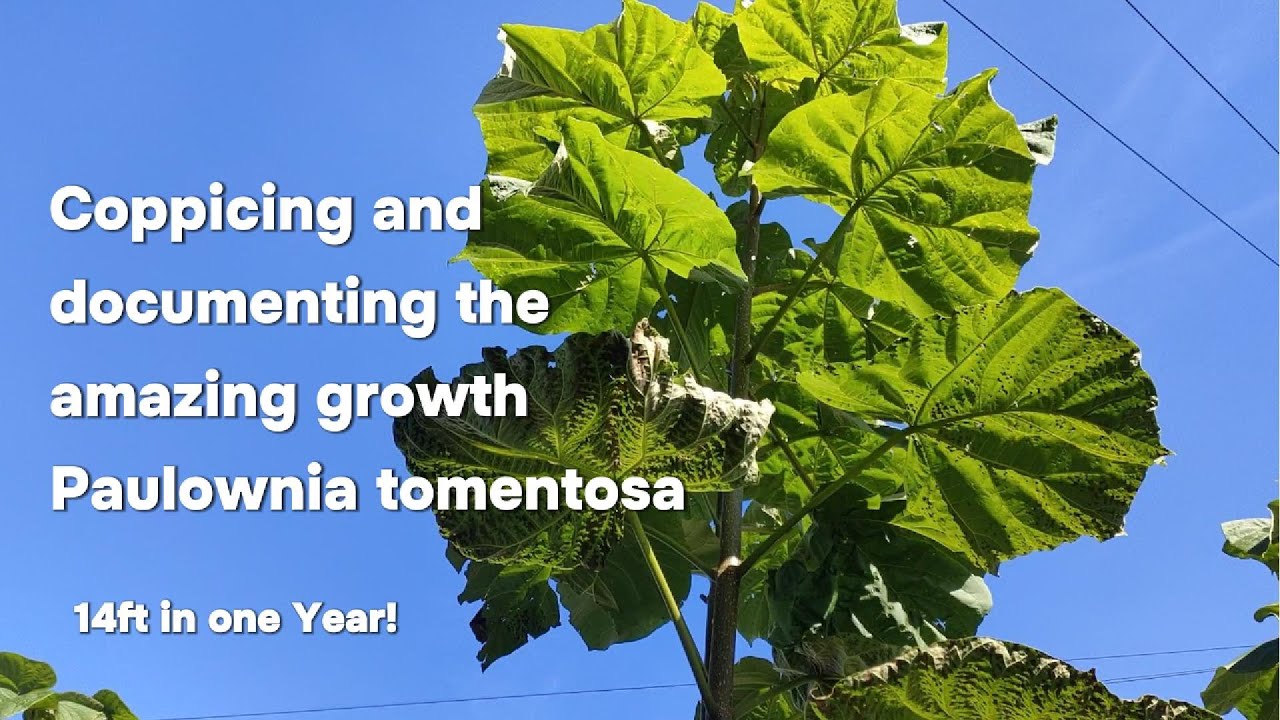 Coppicing Paulownia tomentosa (Foxglove Tree) for incredible growth!