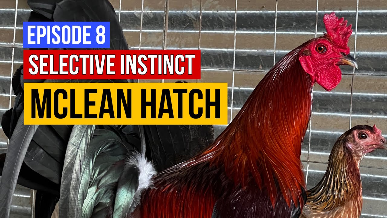 Selective Instinct (Episode 7) - McLean Hatch