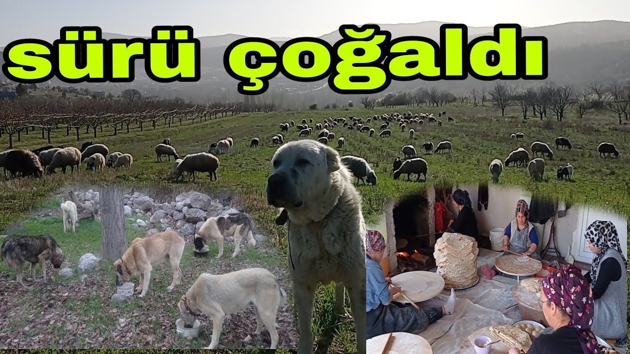 HAYVANCILIK DA BENİM EN DEĞERLİ KOPEKLERİM YUFKA EKMEGİMİZ YAPTIK