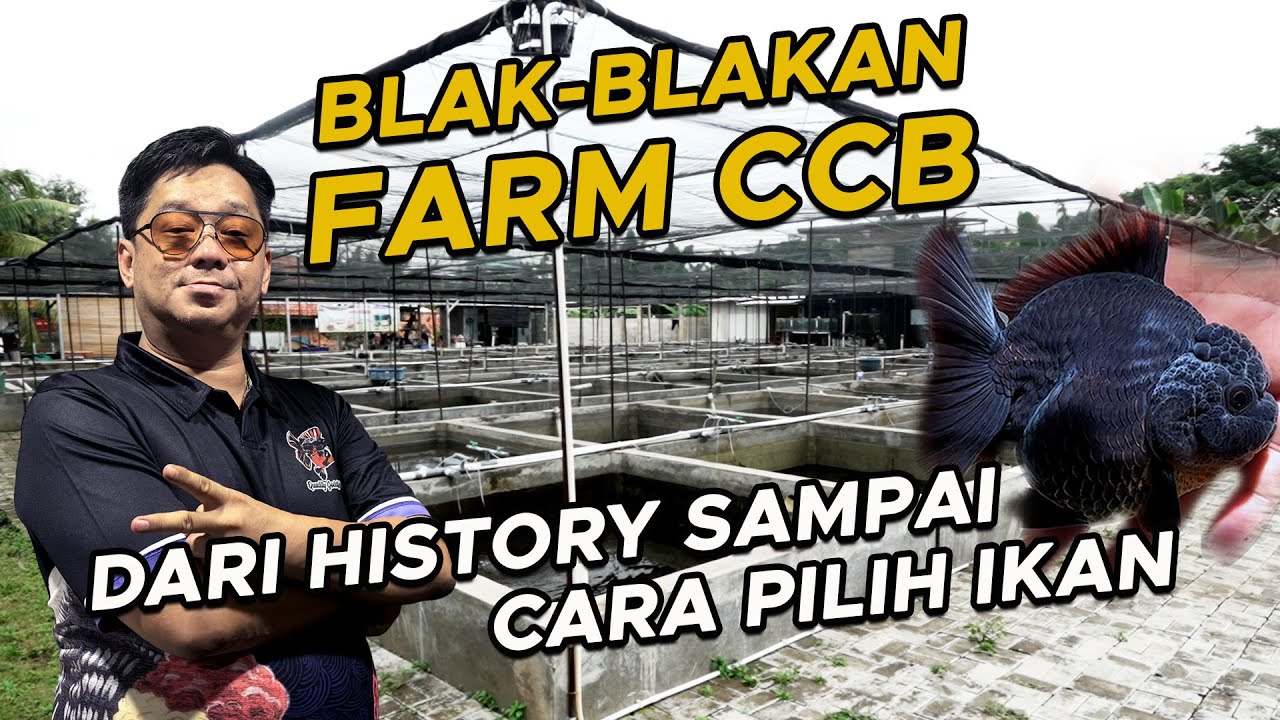 GOLDFISH LOVERS SINI MERAPAT ‼️ BOS CCB NGAJARIN CARA MILIH IKAN KOKI YANG BAGUS NIH