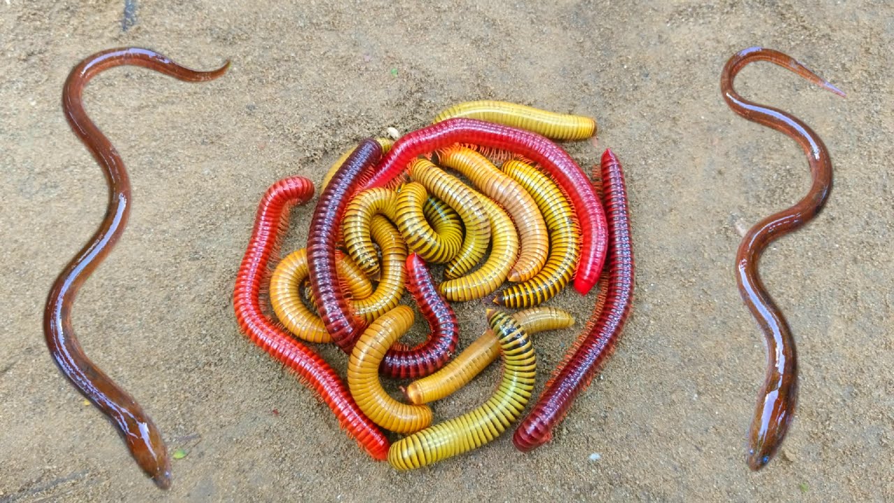 Wadidaw! Mencari kaki seribu besar, luwing dan ikan hias, belut,ikan lele, kura kura lucu,ikan betok