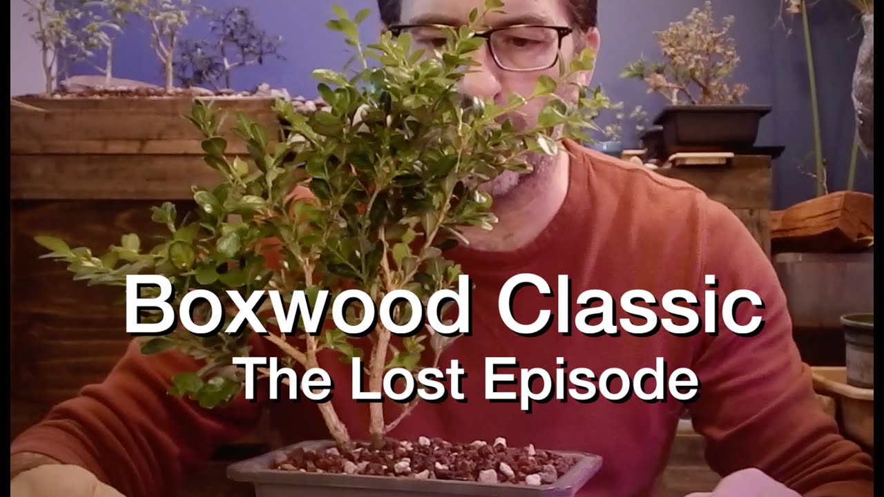 Boxwood Prune:  Dave's Bonsai E7.5