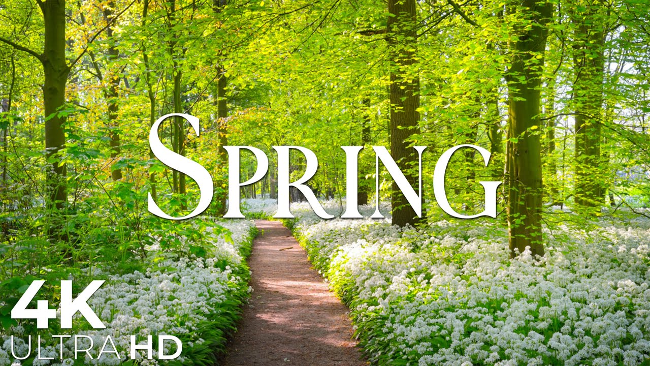 Switzerland in Full Bloom 🌷 Picturesque Spring Landscapes from Zurich to the Alps