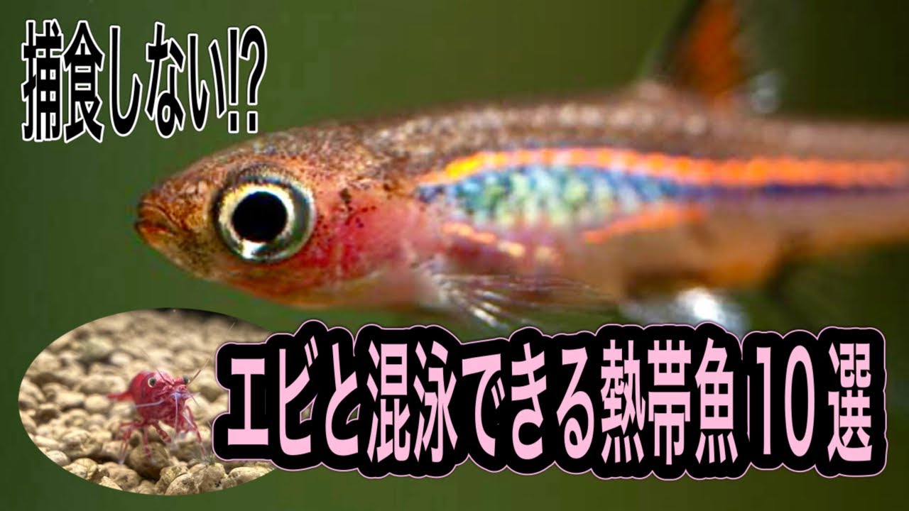 心癒される世界！エビと混泳できる熱帯魚10選【淡水魚 アクアリウム】