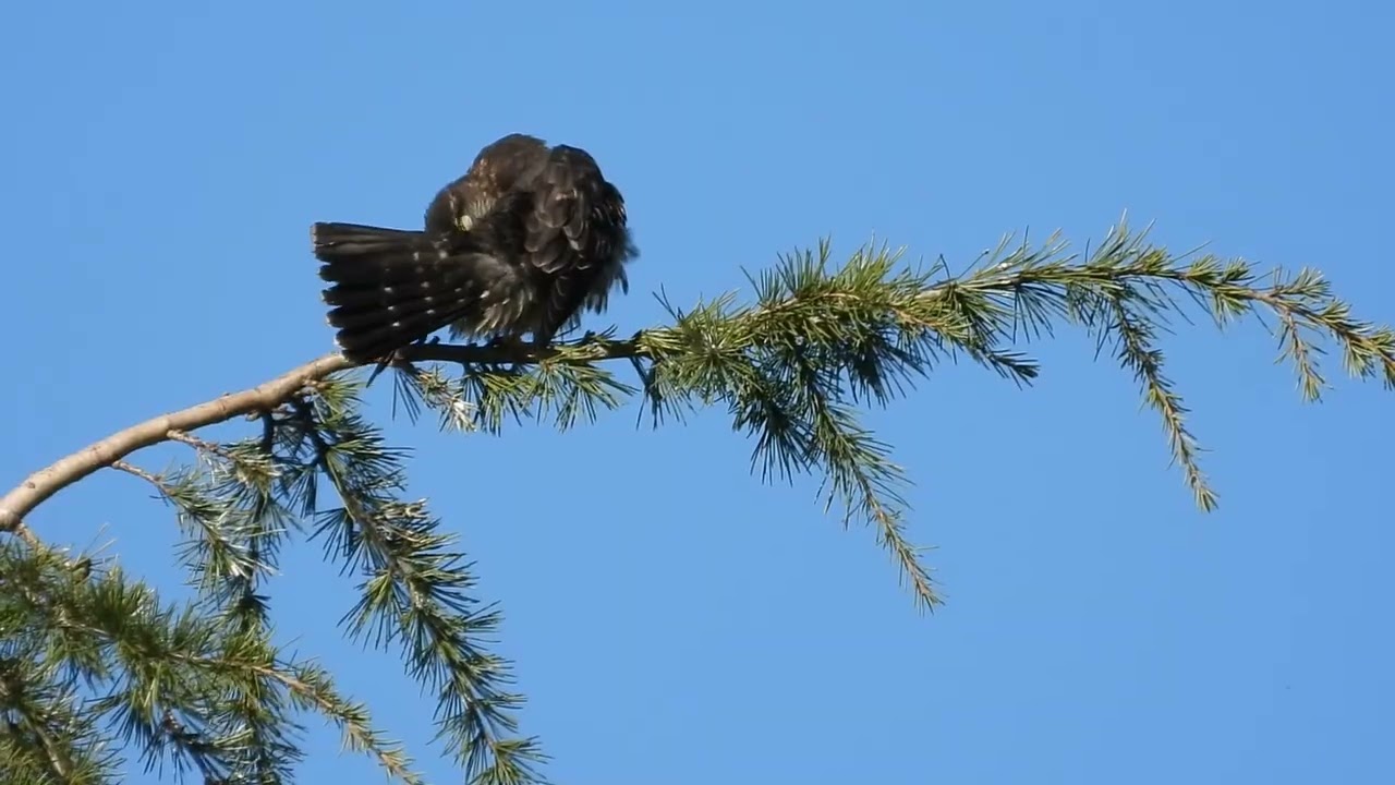 1/24/26 - Feisty Kestrel chases Black Merlin out of tree