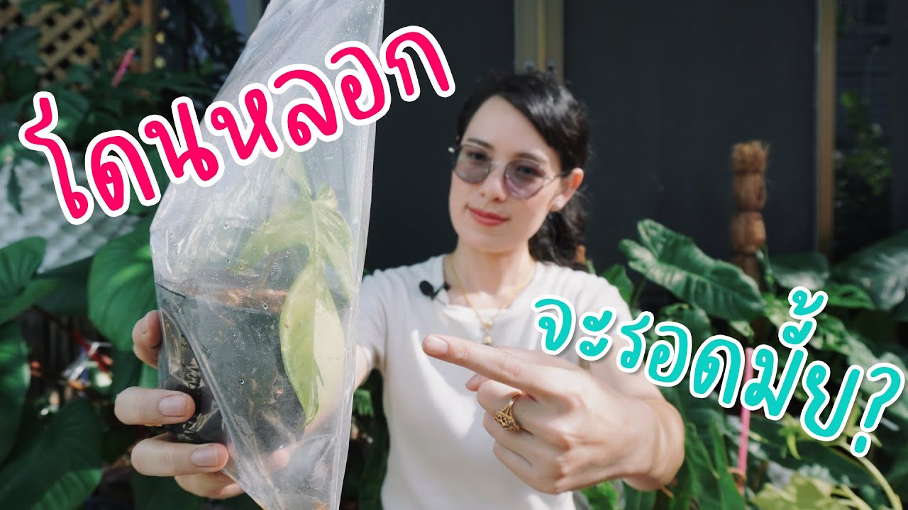 ซื้อต้นไม้มา แล้วโดนหลอก