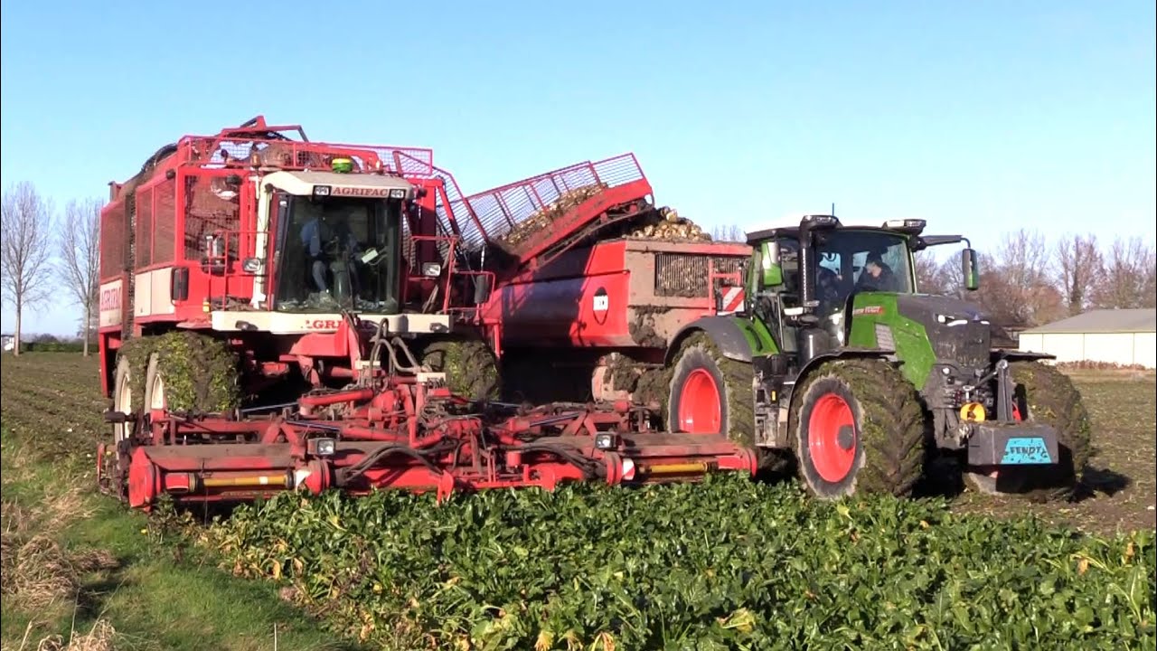 Bieten 2025 | New Fendt Vario 832 | 3 asser Beco Super 2800 | Agrifac met 12 rijer | Beet harvest