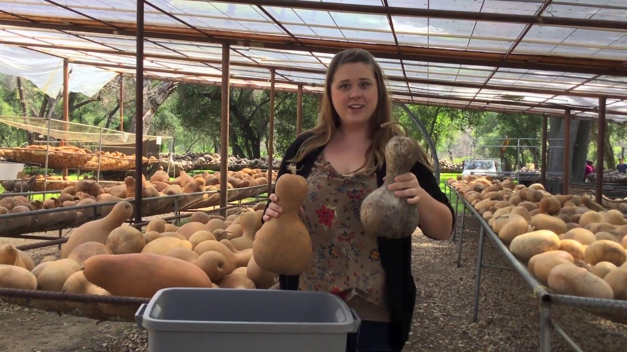 How to Clean a Gourd - Welburn Gourd Farm
