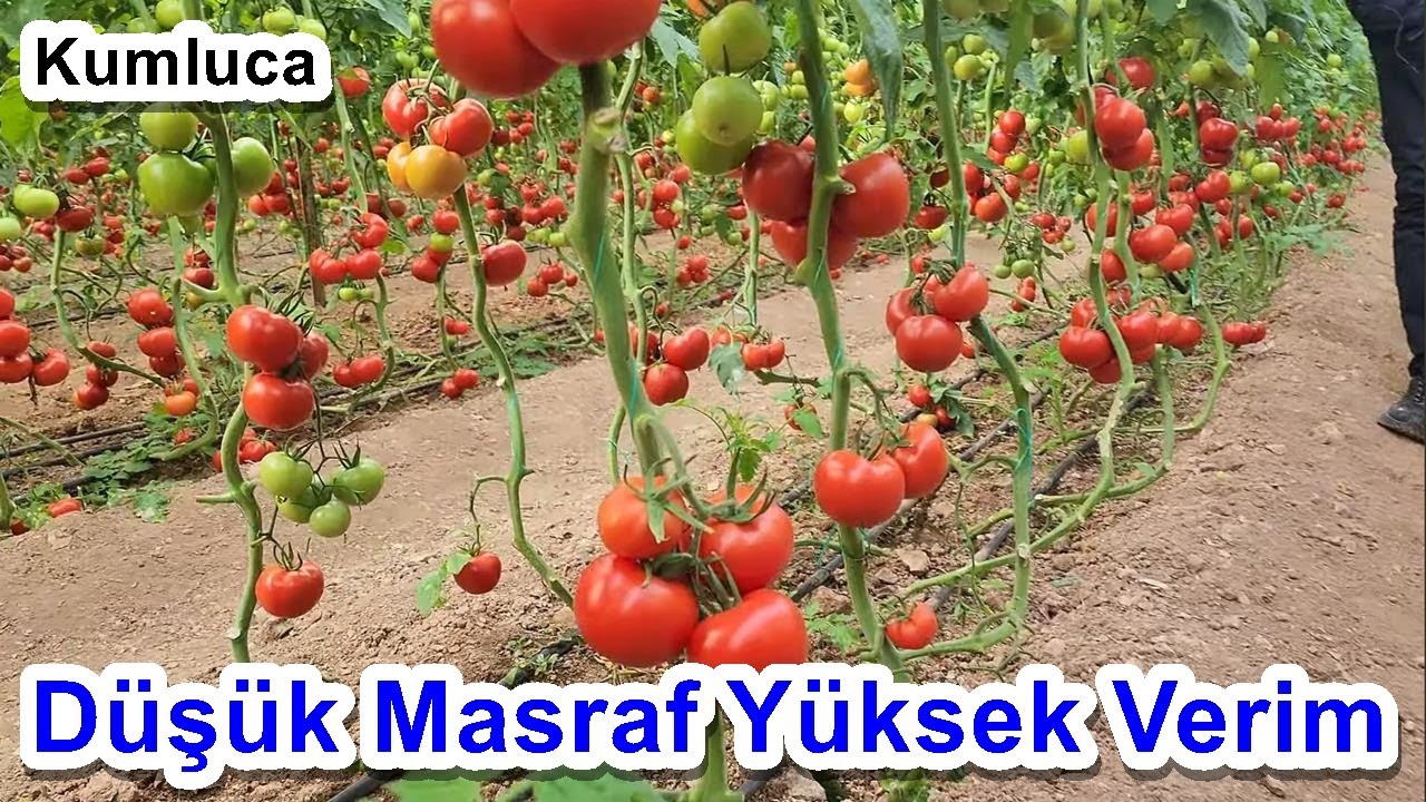Domates Yetiştiriciliğinde Gübreleme - Az Masraf İle Yüksek Verim Alma Teknikleri