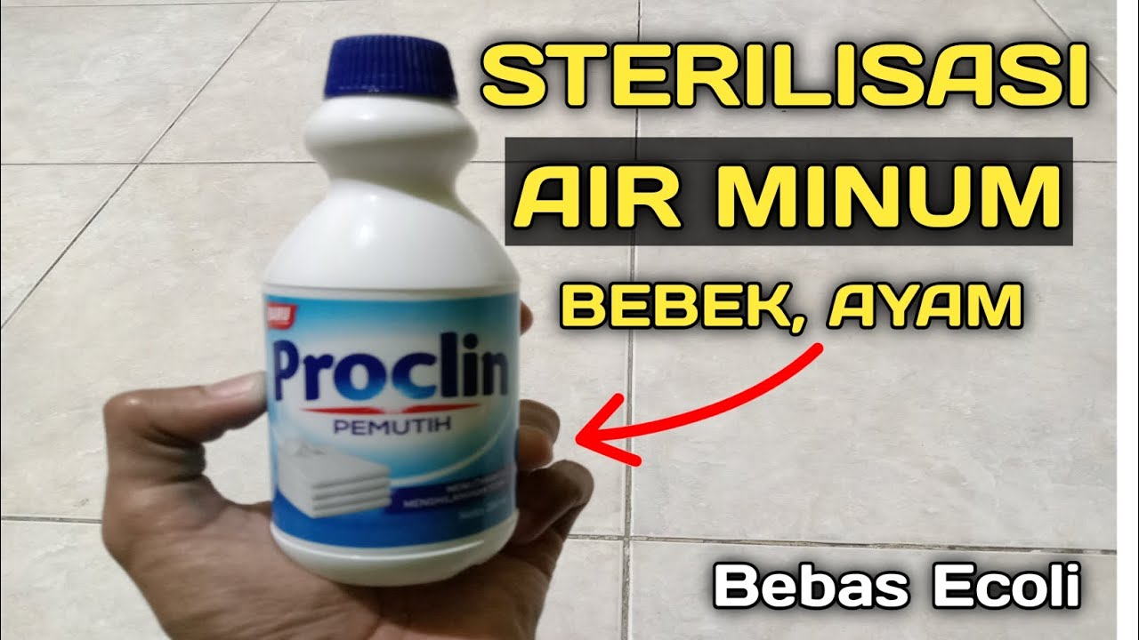 Cara Sterilisasi Air Minum Ayam, Bebek Dengan Menggunakan Bayclin, MANUSIA JUGA BISA MINUM AIR INI