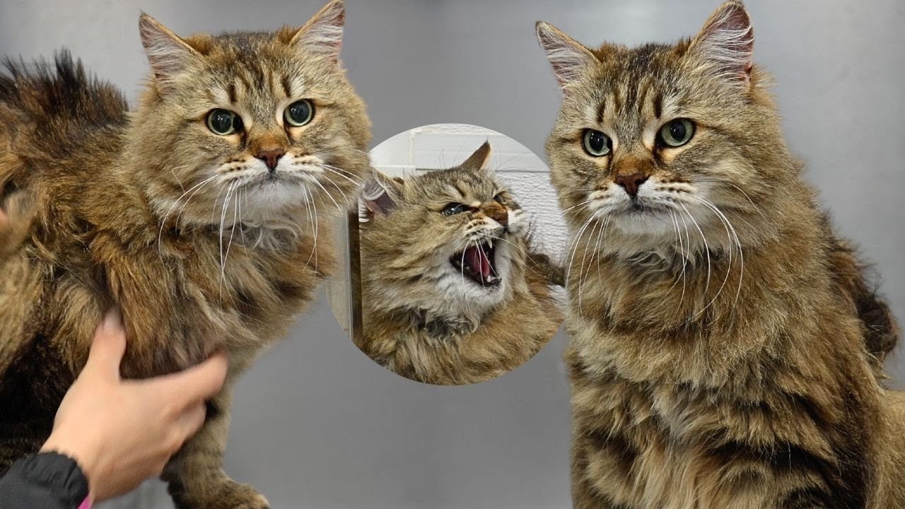 She An ANGRY Motherfluffing Cat 😂