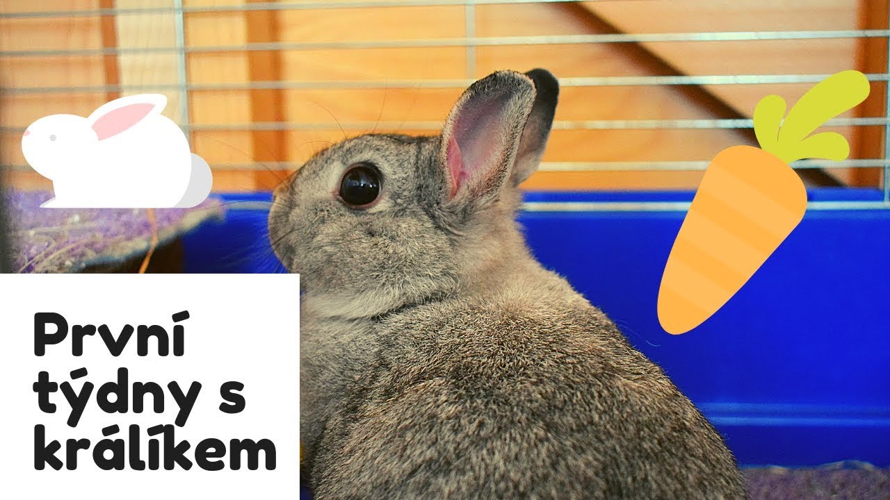 Deník králíka 3. díl - první týdny s králíčkem