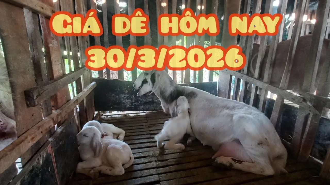 Gi&aacute; d&ecirc; tăng cao tiếp tục đẻ đực qu&aacute; ngon