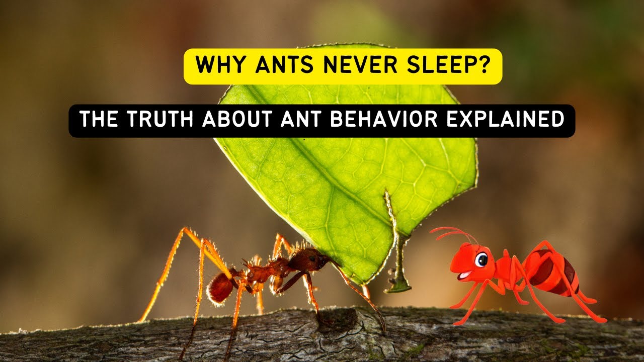 Why Ants Never Sleep | The Truth About Ant Behavior Explained | Adam Discovery