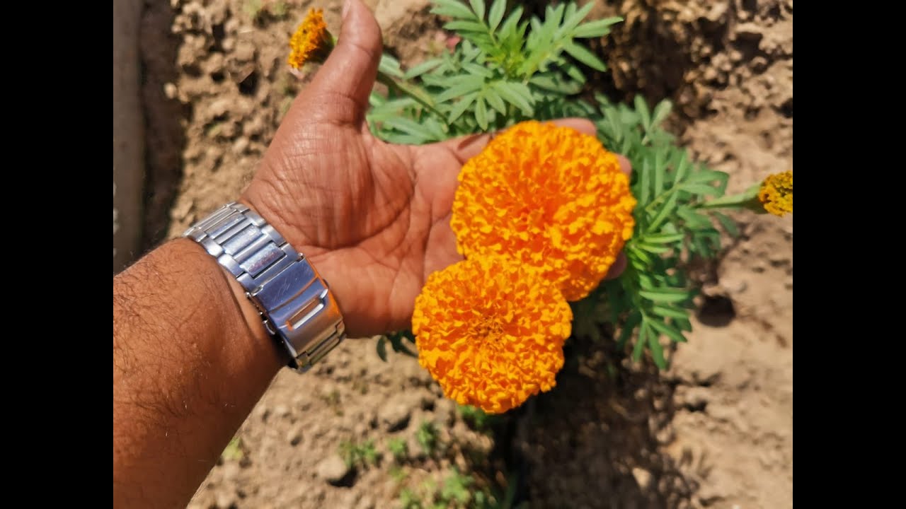 #NATURAL #PEST #REPELLENT 🌿✨💪 #MARIGOLD #BY #ABDUL #KADER 🙌💐