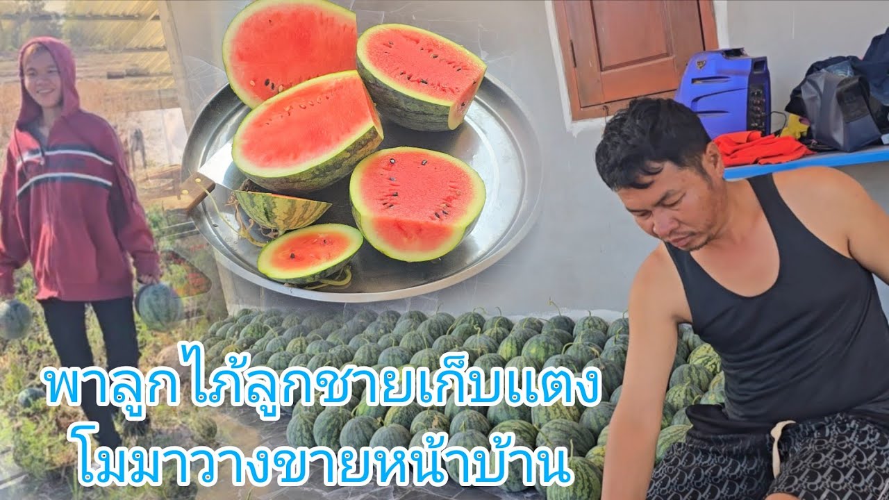 #มาถึงบ้านก็ไม่ได้พักพาลูกไภ้ลูกชายลงเก็บเเตงโมขื้นมาขายหน้าบ้านพร้อมส่งถึงที่สั่งมาได้เลยจ้า