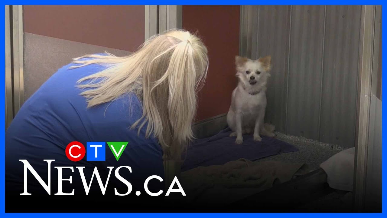 Collecting pet supplies to support Ontario SPCA Barrie