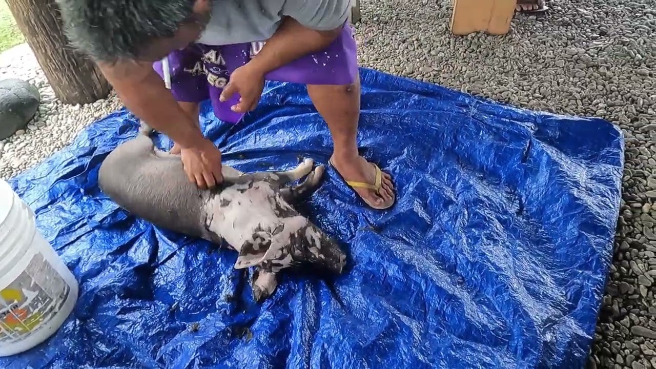 UMU PUAA PREPARATION | Basket Weaving