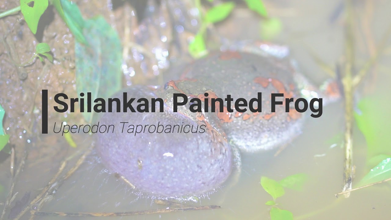 Sri Lankan Painted Frog | Uperodon Taprobanicus | Male Calling | India