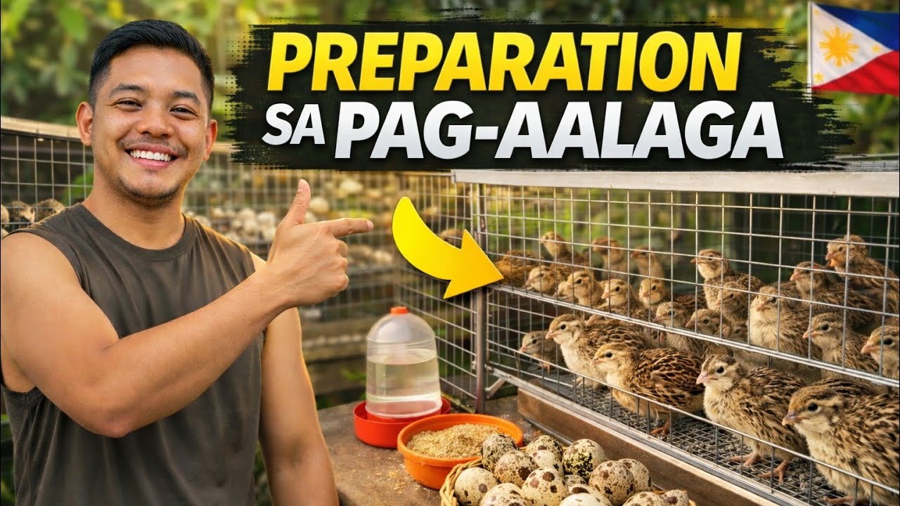 Paano Mag-alaga ng Pugo | Preparation Bago Mag-Start ng Quail Farming