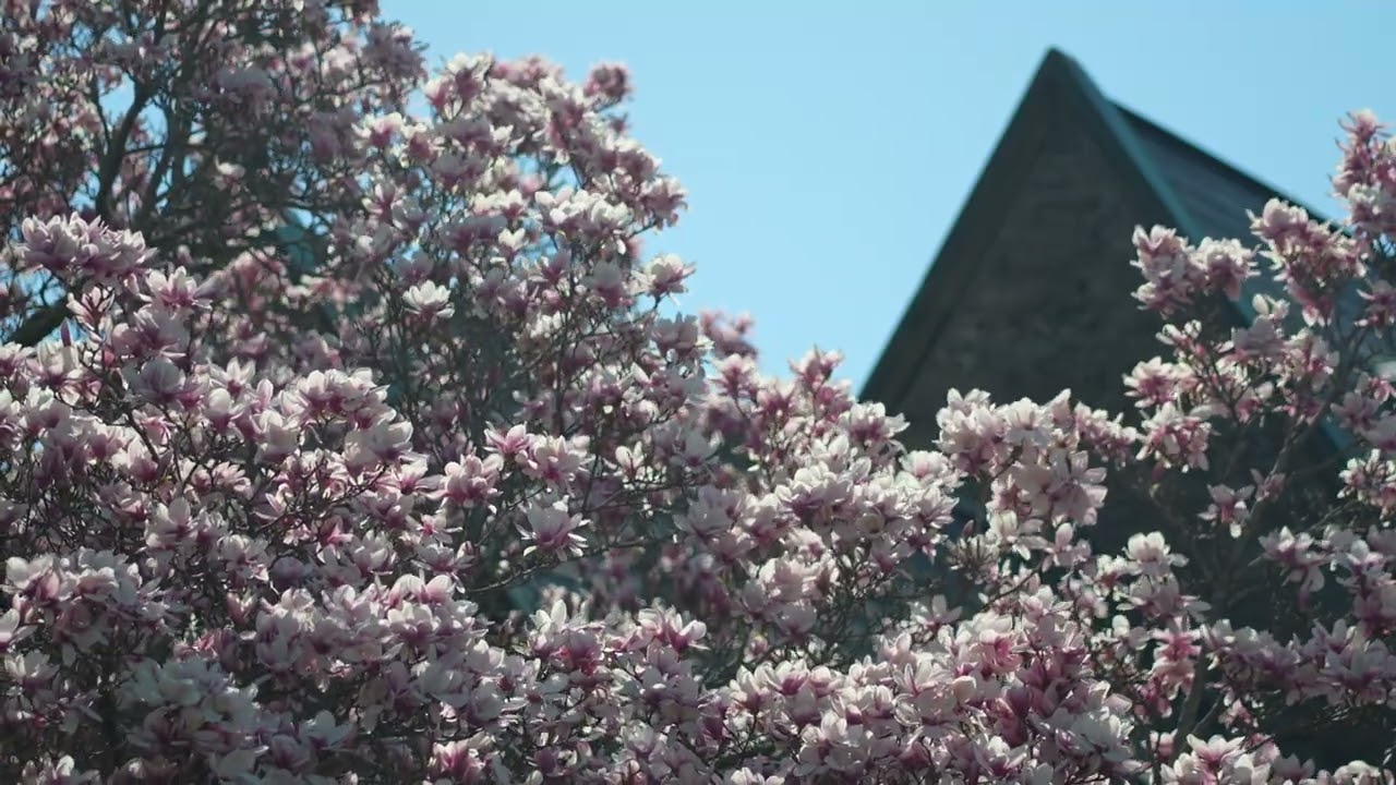 Magnolia flowers in the wind 3 (no audio, 4k60fps)